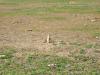 PICTURES/Badlands National Park/t_Prairie Dog12.JPG